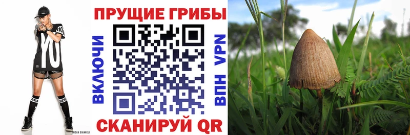 Галлюциногенные грибы прущие грибы  нарко площадка официальный сайт  Лянтор  как найти закладки 